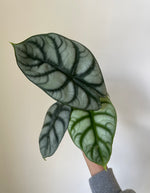 Load image into Gallery viewer, Alocasia Baginda ' Silver Dragon'
