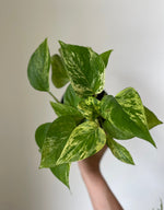 Load image into Gallery viewer, marble pothos
