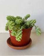 Load image into Gallery viewer, Succulent 'Donkey's Tail'
