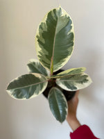 Load image into Gallery viewer, Ficus Elastica 'Tineke'
