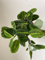 Load image into Gallery viewer, Maranta 'Lemon Lime'
