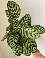 Load image into Gallery viewer, 'Peacock' Makoyana Calathea
