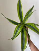 Load image into Gallery viewer, Dracaena Deremensis 'Lemon Surprise'
