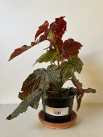 Load image into Gallery viewer, Begonia Maculata 'Angel Wing'
