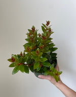 Load image into Gallery viewer, Nematanthus 'Black Goldfish'
