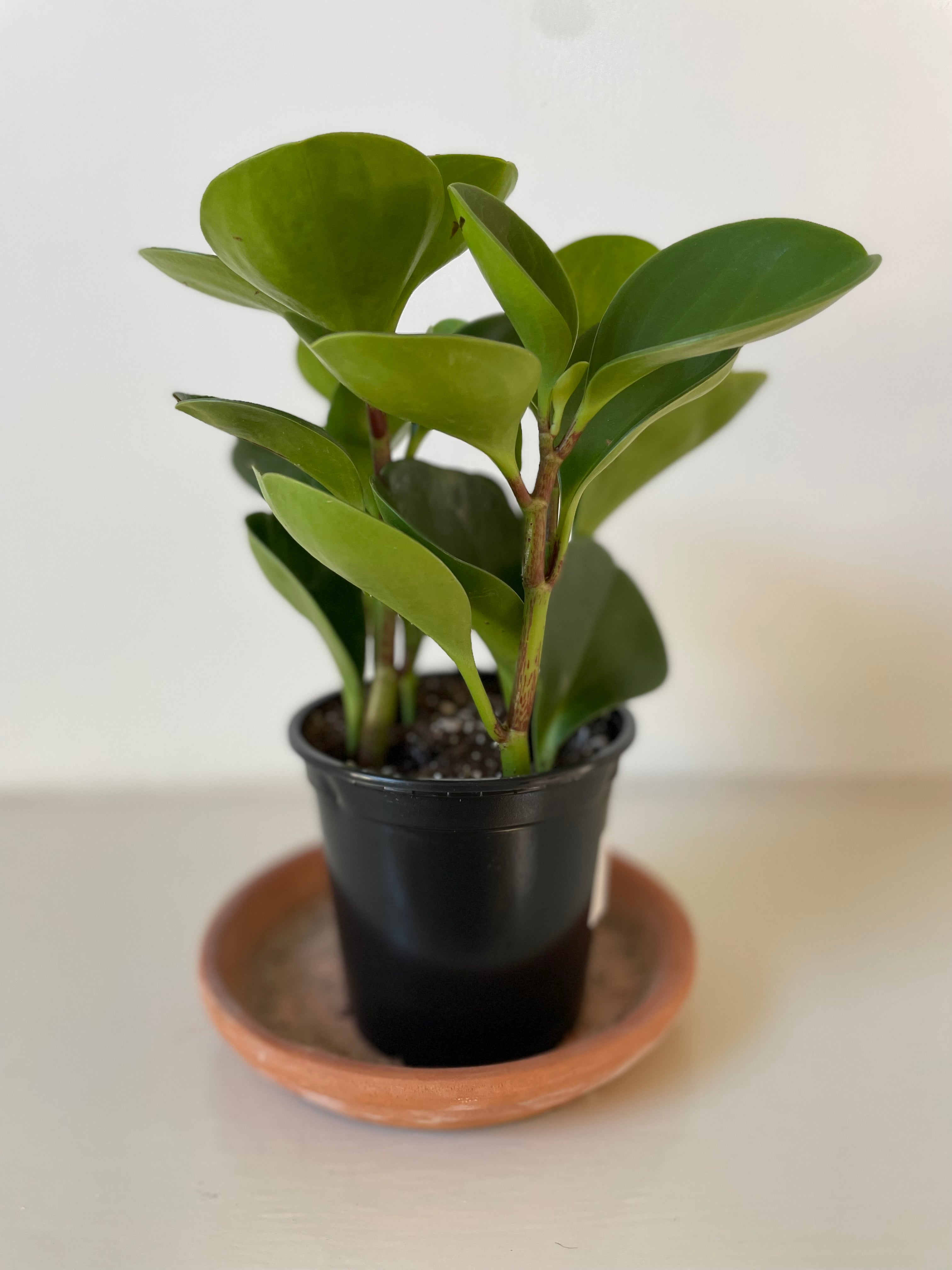 Peperomia Obtusifolia 'Baby Rubber Plant'