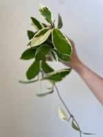 Load image into Gallery viewer, Hoya Carnosa ‘Krimson Queen’
