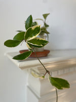 Load image into Gallery viewer, Hoya Carnosa ‘Krimson Queen’
