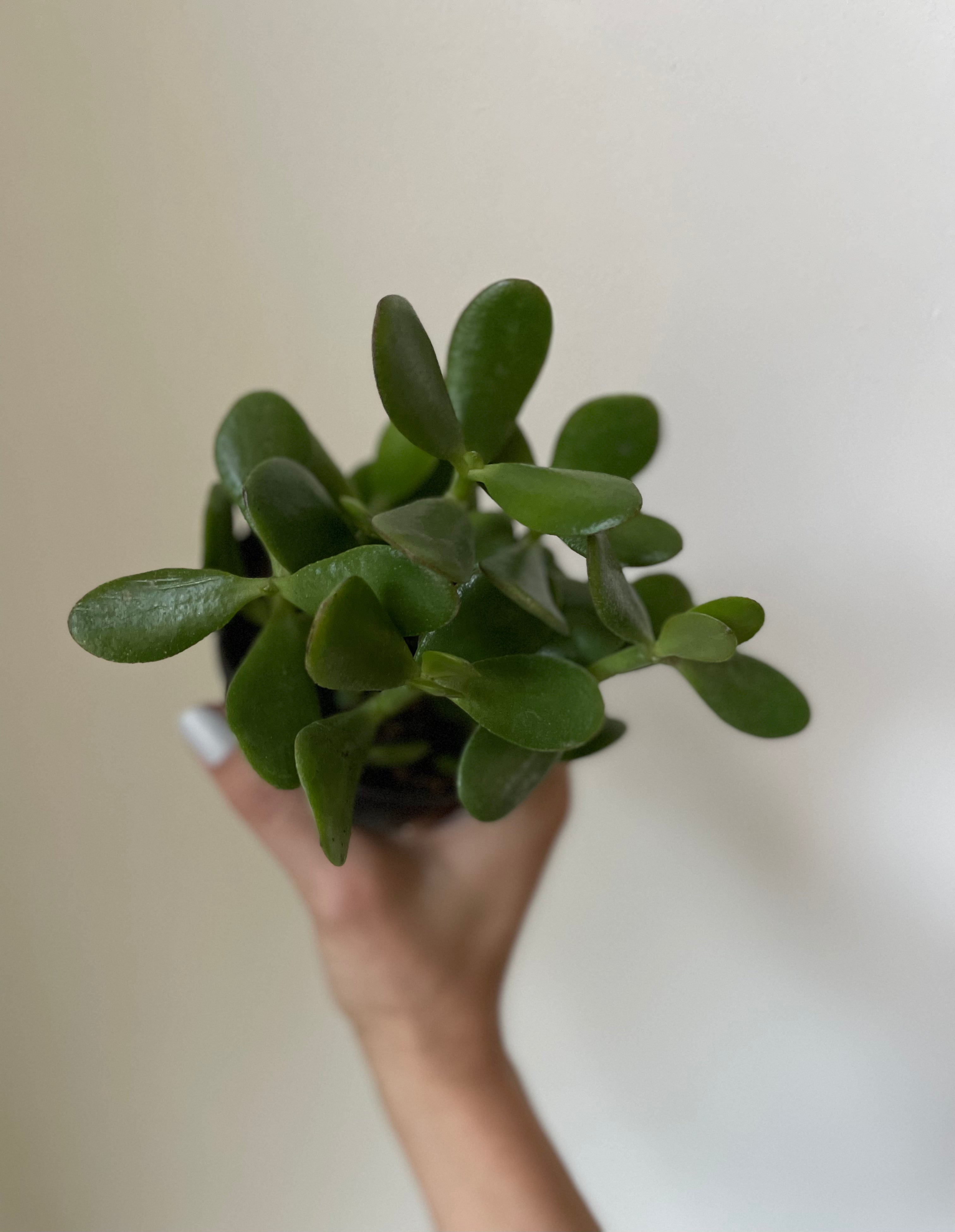 jade plant dirt Crassula Ovata 'Jade Plant' – Dirt Bag
