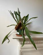 Load image into Gallery viewer, Dirt Bag_ Fern 'Staghorn'
