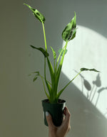 Load image into Gallery viewer, Dirt Bag_ Alocascia "Tiny Dancer"
