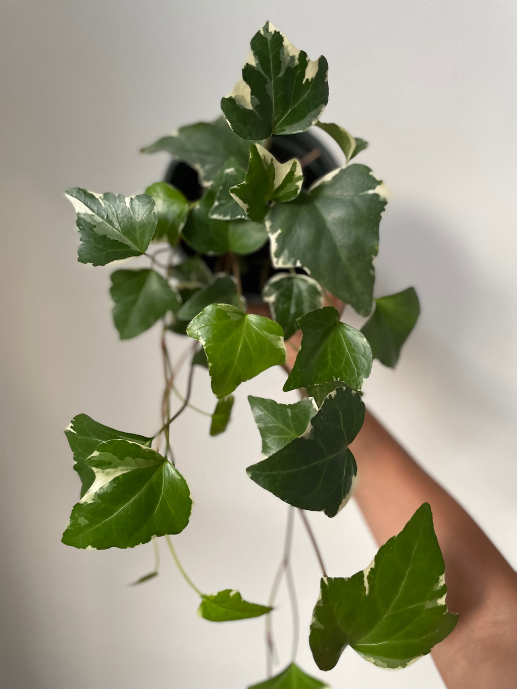 Dirt Bag_English Ivy