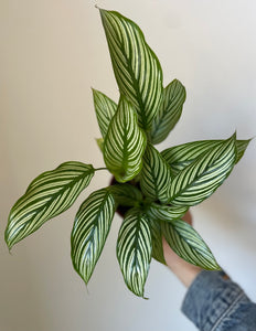 Calathea 'Vittata'