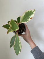 Load image into Gallery viewer, Peperomia 'Ginny'
