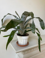 Load image into Gallery viewer, Dirt Bag_ Bromeliad 'Silver Vase'
