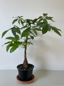 money tree plant with red ribbon Money Tree 'Guiana Chestnut' Pachira Braid – Dirt Bag
