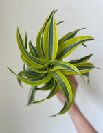 Load image into Gallery viewer, Dracaena 'Lemon Surprise'
