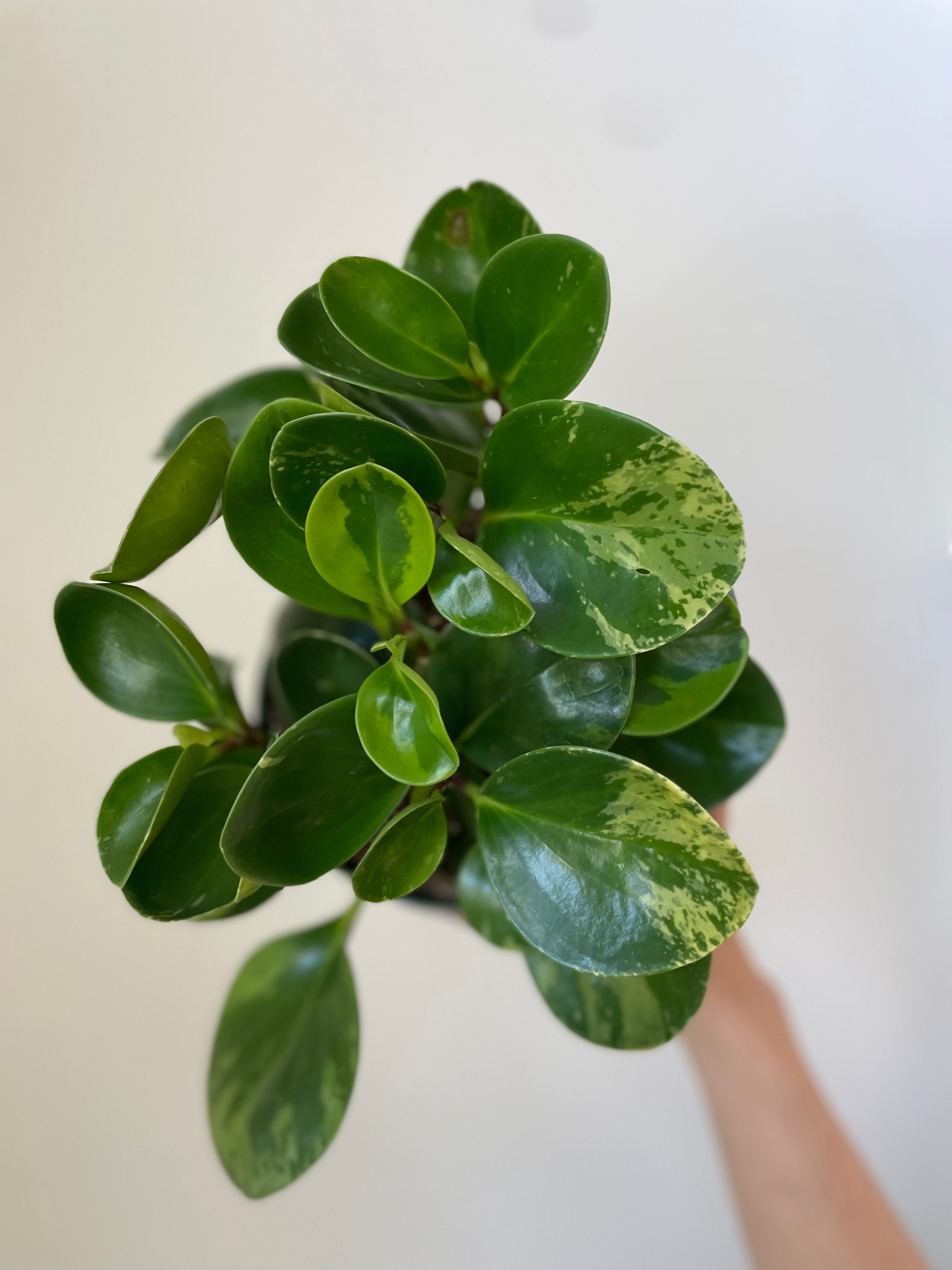 Peperomia Obtusifolia Variegata 'Variegated Baby Rubber Plant'