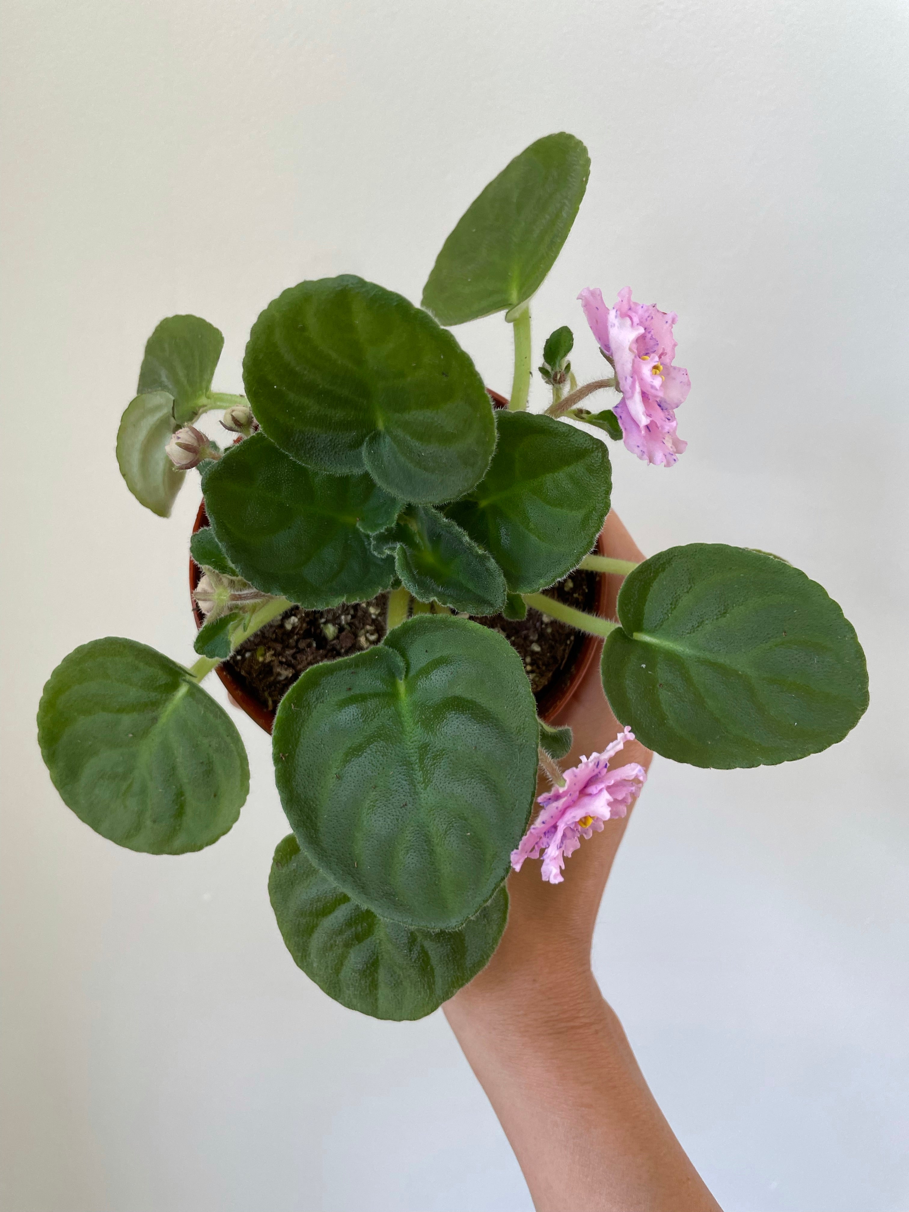 African Violet