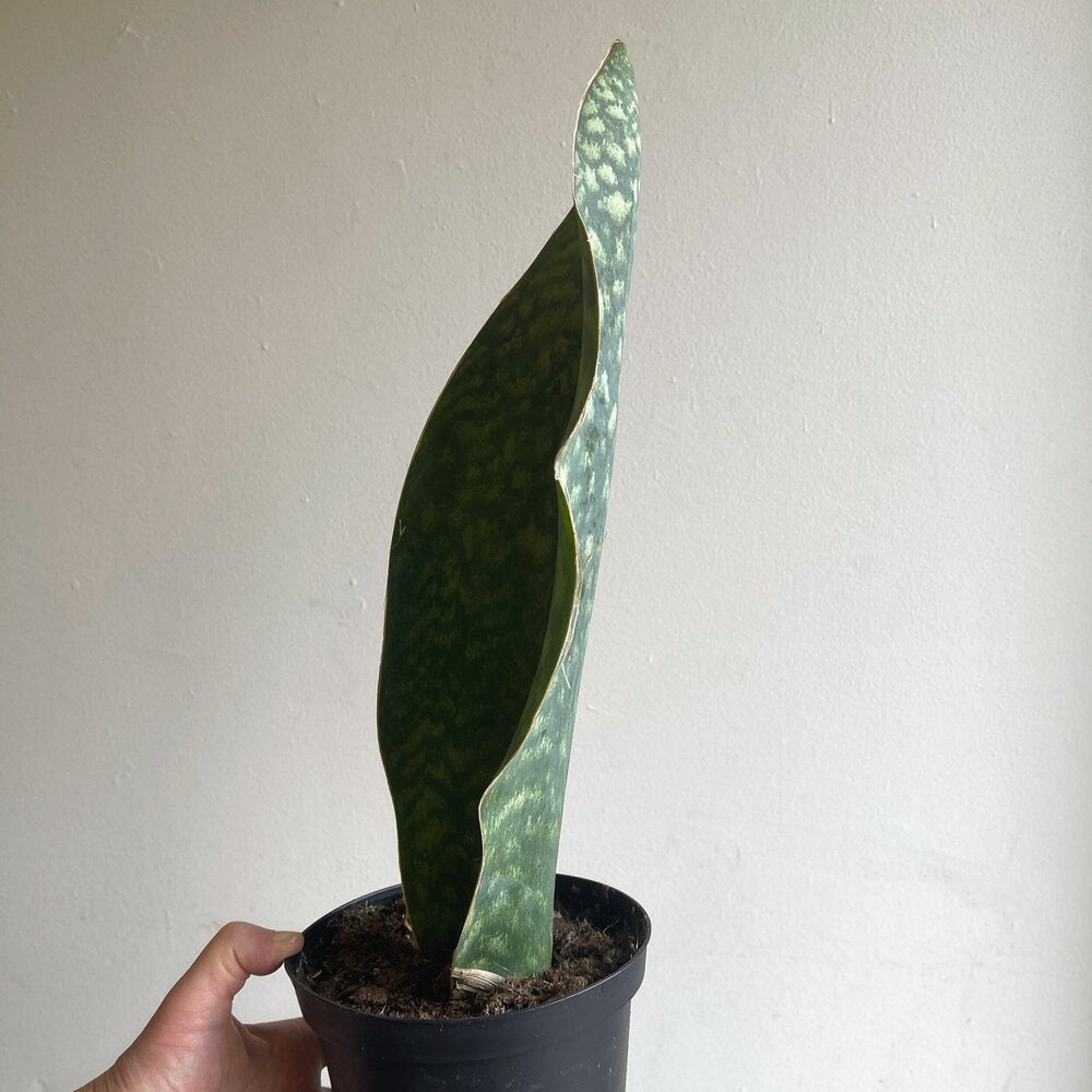 snake plant masoniana Sansevieria Masoniana 'Whale Fin' – Dirt Bag