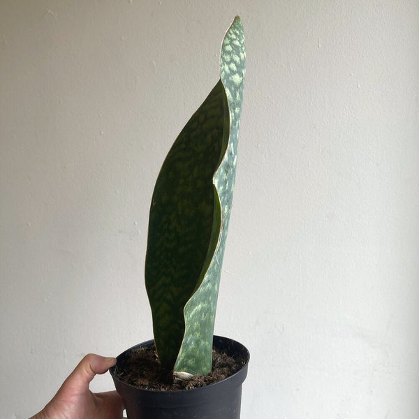 Sansevieria Masoniana 'Whale Fin'  Dirt Bag